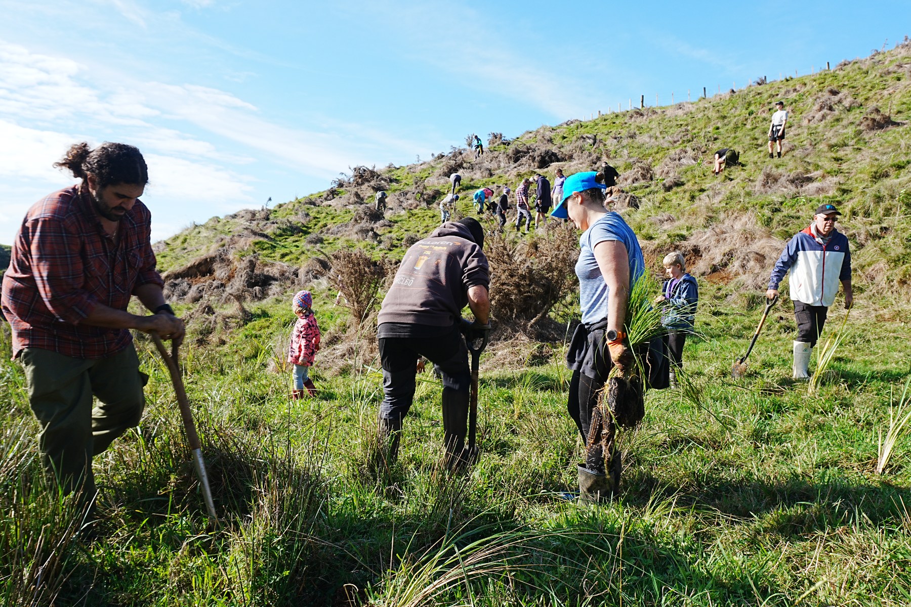 Community planting natives at Sainsbury Road Reserve, Pirongia.