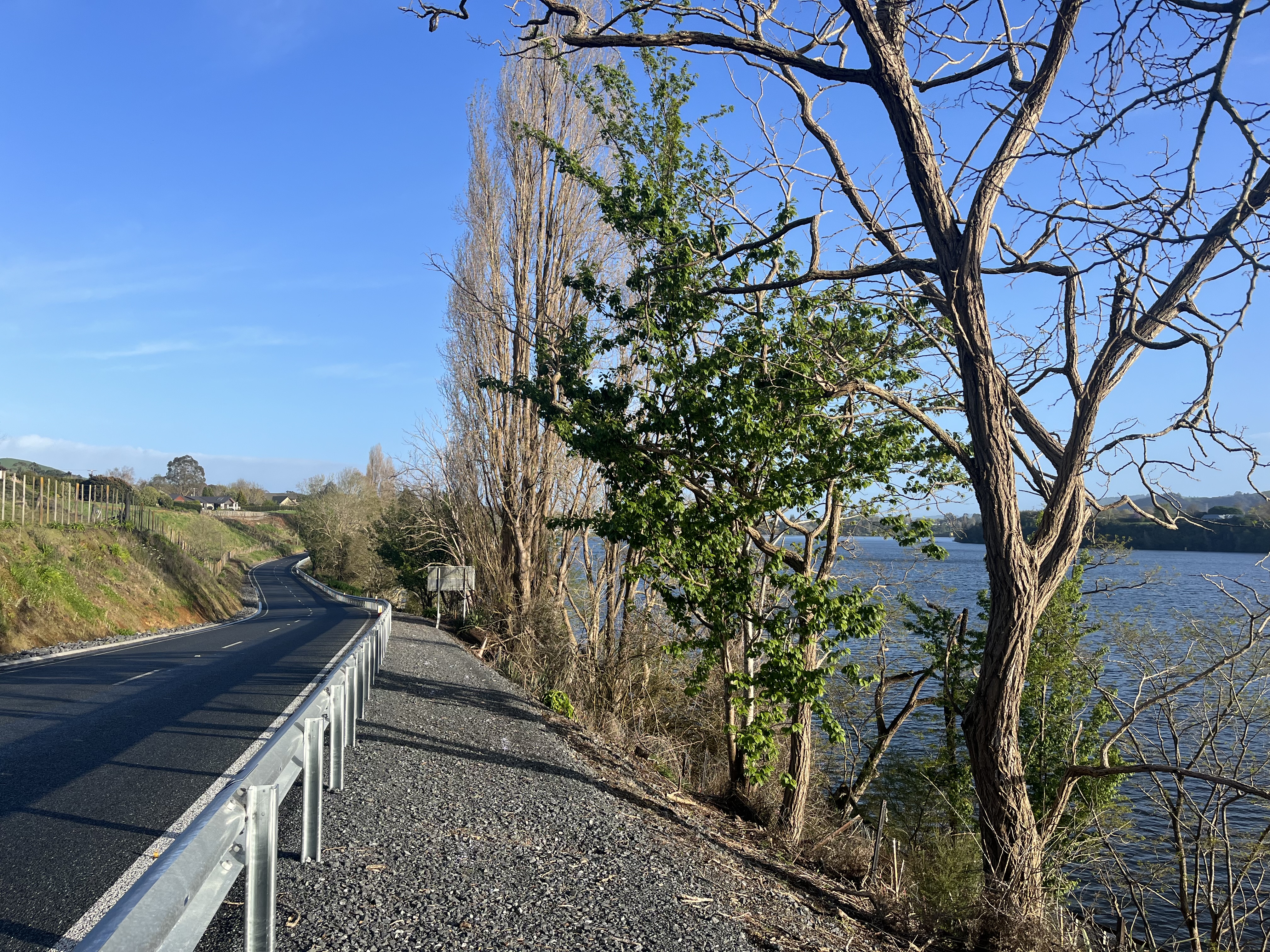 Trees on Maungatautari Road to be removed.