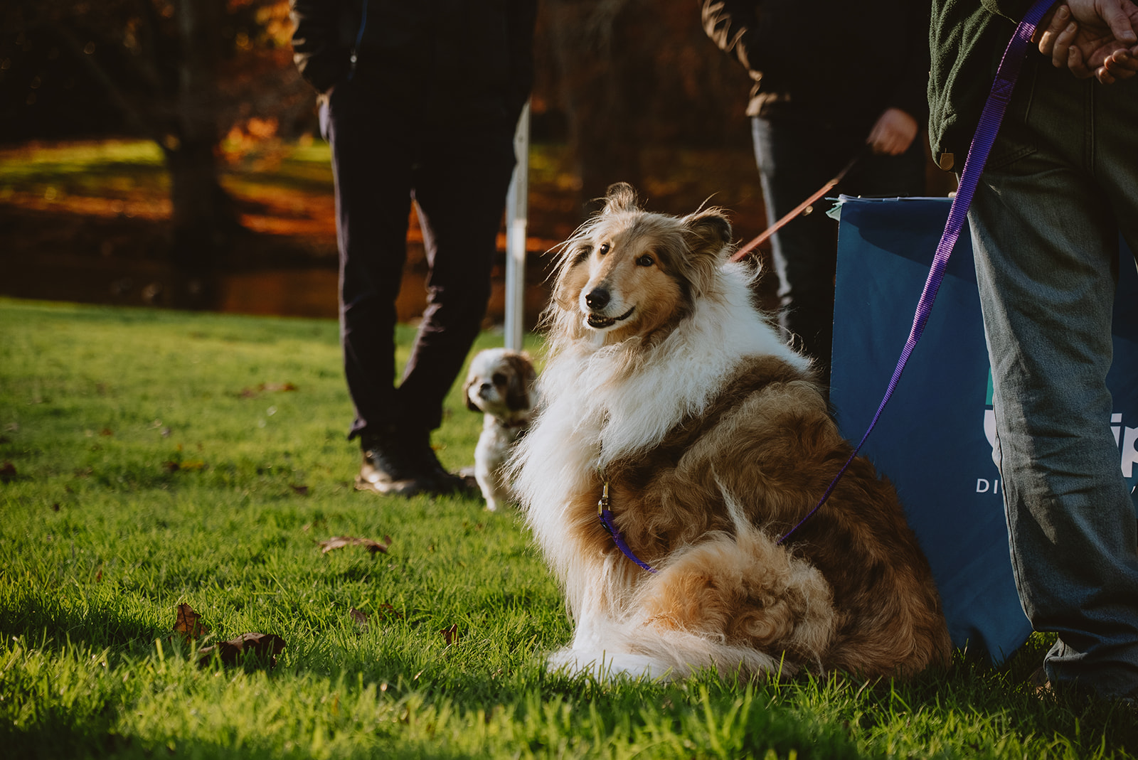 Waipā's canine friends will have new places to play from December this year. 