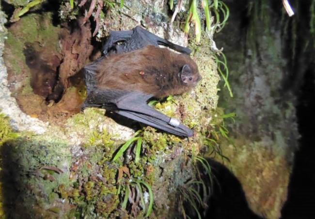 The Waipā District Council Endorsed a collaboration with other councils, the Department of Conservation (DOC) and mana whenua to protect the long-tailed bat through the Waikato Regional Bat Strategy