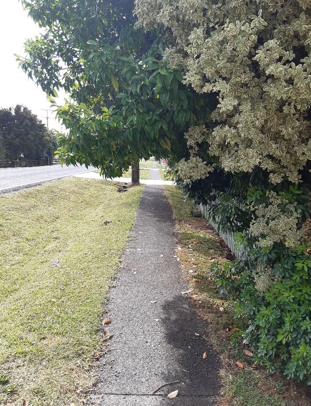 walking pathway with overgrown trees 